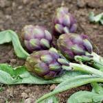 Potagères - Artichaut Violet de Provence - face recto